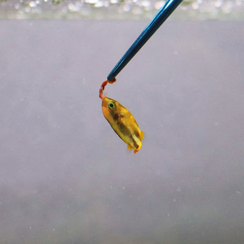 Image of NT Labs Procare Aquascaping Tweezers