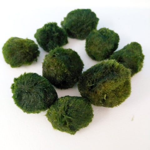 Image of Marimo Cladophora Moss Ball (Pack of 5)