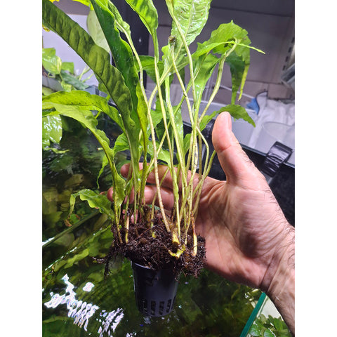 Image of Java Fern Approx. 5cm Potted Microsorium Pteropus Aquarium Plants x6