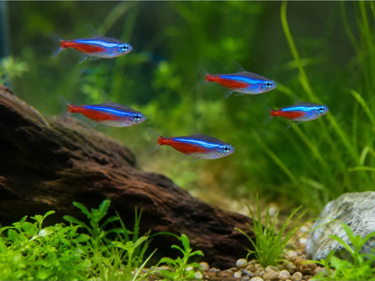 Aquarium Water Changes: Why They Matter and How Often