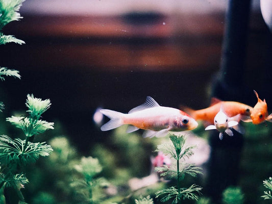 Aquarium Water Conditioner: What It Does and When to Use It