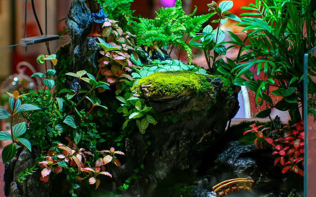 How to Cycle a Fish Tank: A Beginner’s Guide