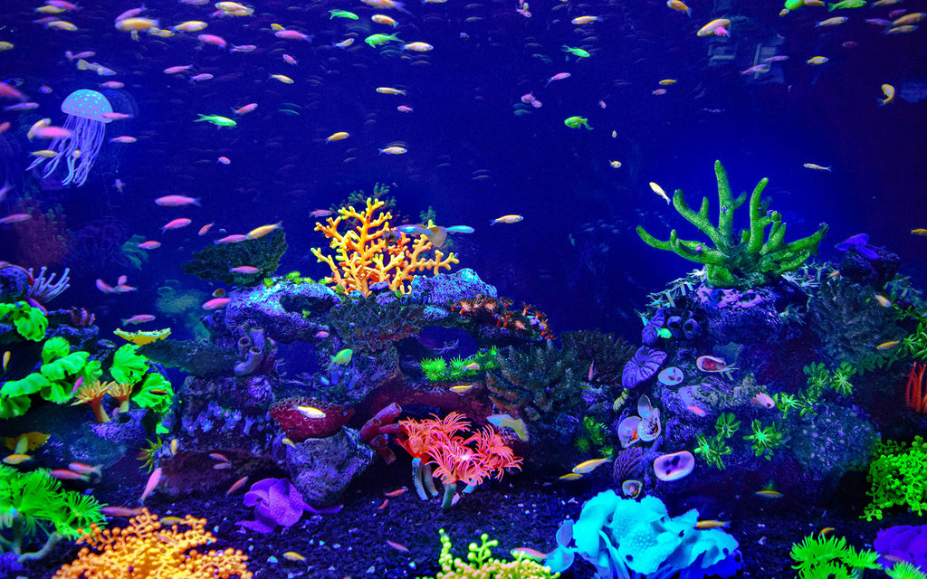 How Often Should You Clean Your Aquarium Filter?