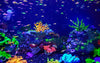 How Often Should You Clean Your Aquarium Filter?