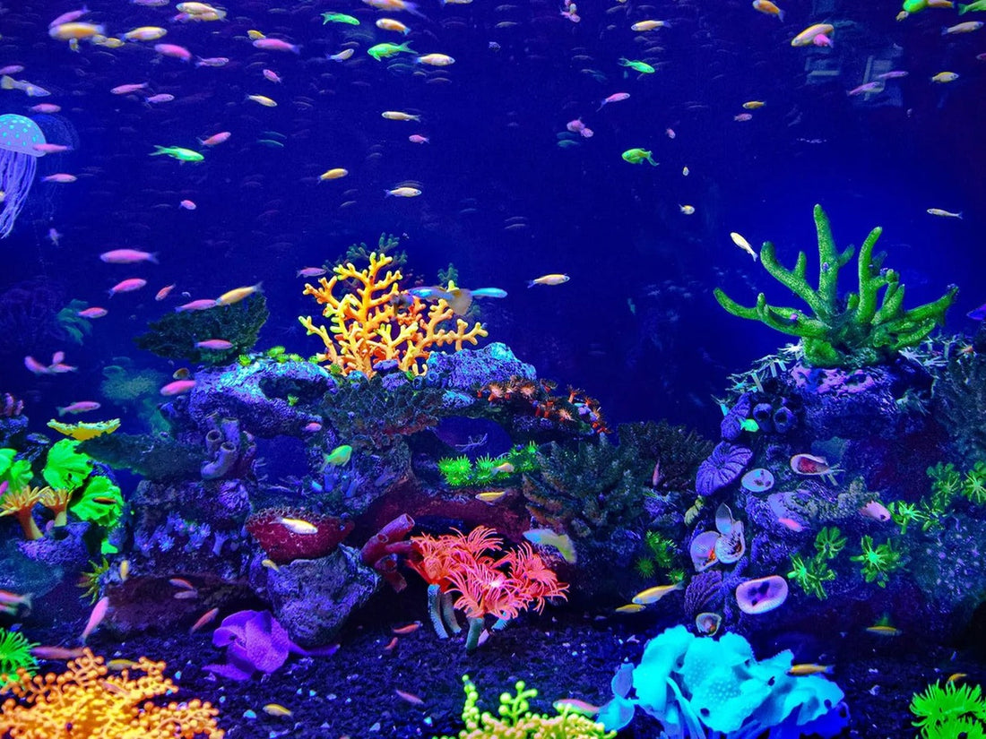 How Often Should You Clean Your Aquarium Filter?