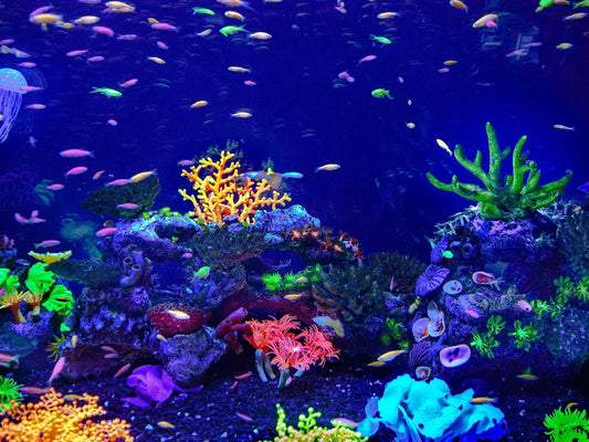 How Often Should You Clean Your Aquarium Filter?
