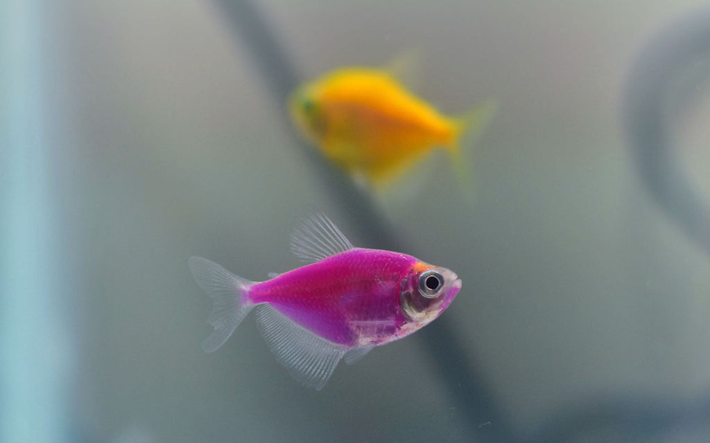 Aquarium Water Changes: Why They Matter and How Often
