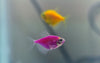 Aquarium Water Changes: Why They Matter and How Often