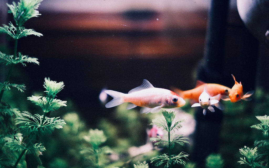 Aquarium Water Conditioner: What It Does and When to Use It