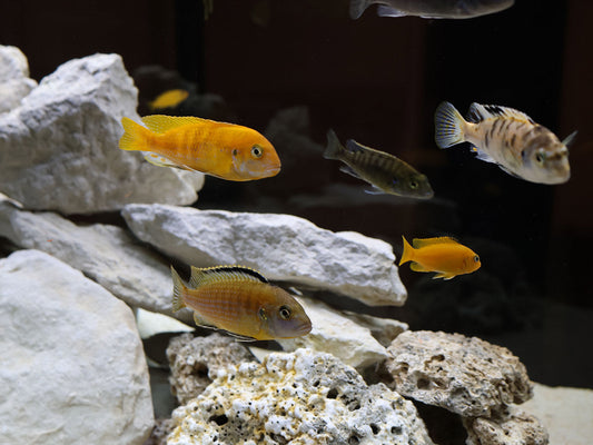 Freshwater aquarium with tropical fish and rocks