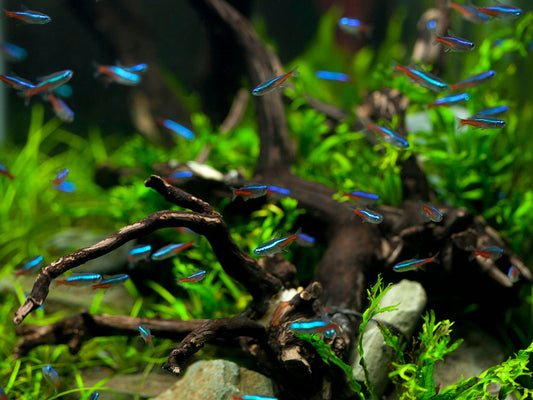Freshwater aquarium with filtration