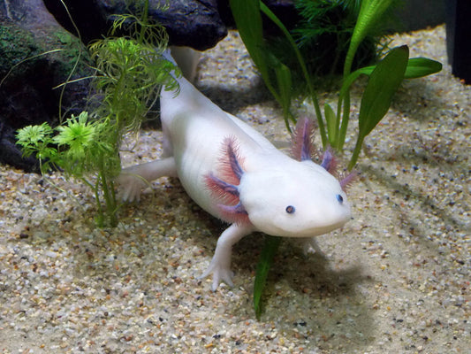 Axolotl in a freshwater aquarium