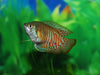 Cycling Your Fish Tank