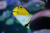 The importance of water changes for your aquarium