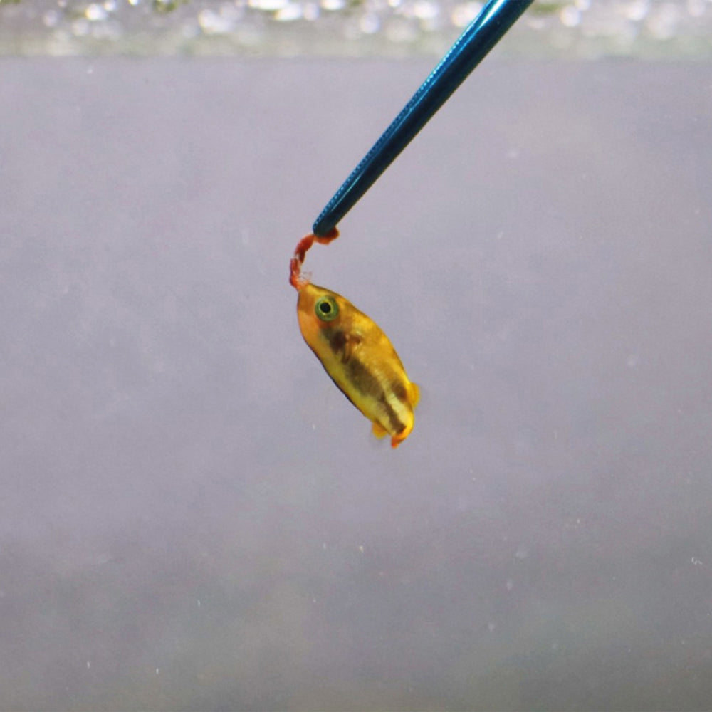 NT Labs Procare Aquascaping Tweezers