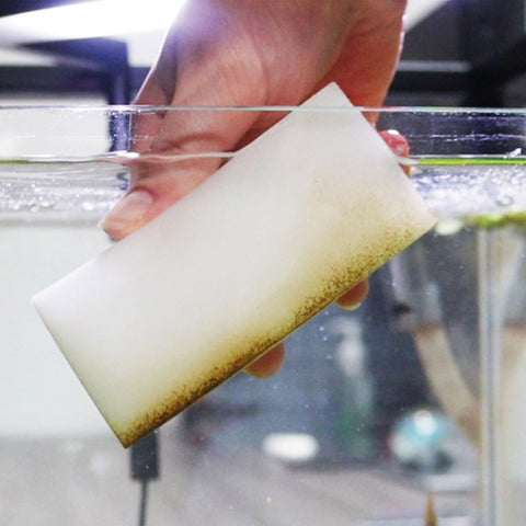 Image of NT Labs Procare Algae Sponge (x3)