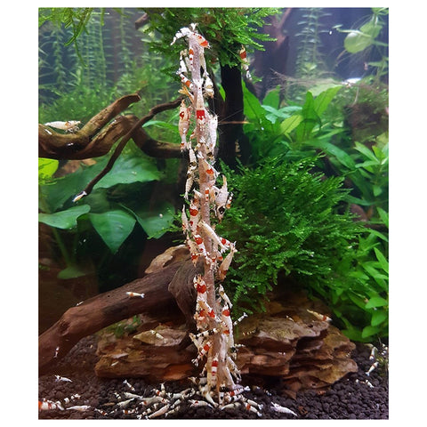 Image of Shrimps Forever Astaxanthin Shrimp Sticks (10 Pieces)