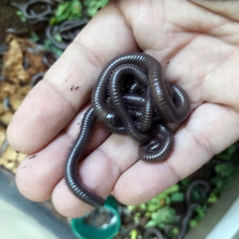 Image of x2 Juvenile Giant African Olive Millipede (Telodeinopus Autii)