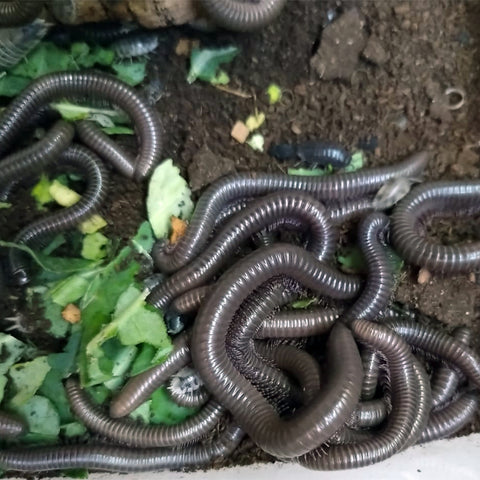 Image of x2 Juvenile Giant African Olive Millipede (Telodeinopus Autii)