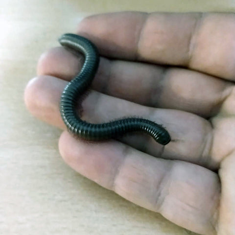 Image of x2 Juvenile Giant African Olive Millipede (Telodeinopus Autii)