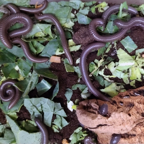 Image of x2 Juvenile Giant African Olive Millipede (Telodeinopus Autii)