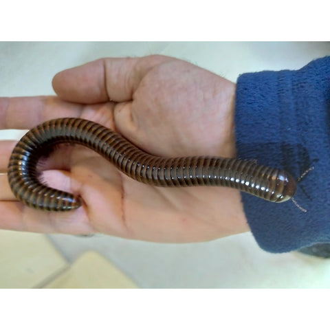 Image of Yellow Banded Millipede (Pelmatojulus Ligulatus)