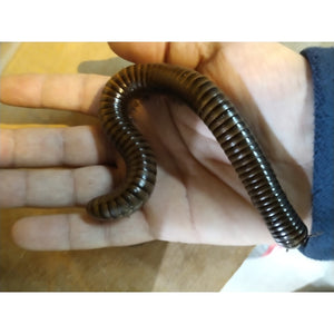 Yellow Banded Millipede (Pelmatojulus Ligulatus)