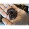 Giant Fire Millipede (Pelmatojulus Excisus)