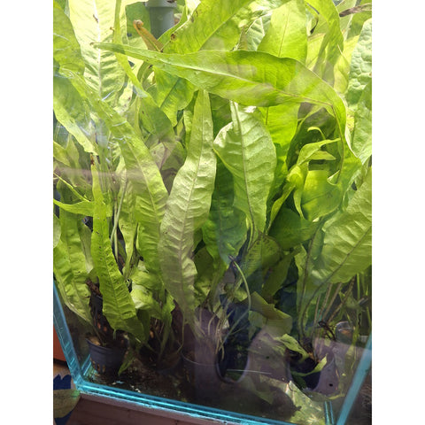 Image of Java Fern Approx. 5cm Potted Microsorium Pteropus Aquarium Plants x6