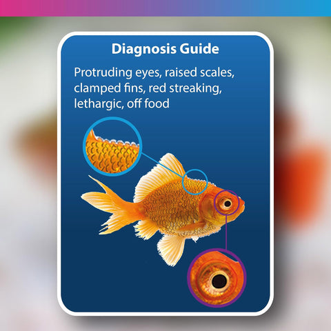 Image of NT Labs Aquarium Anti-Internal Bacteria Treatment